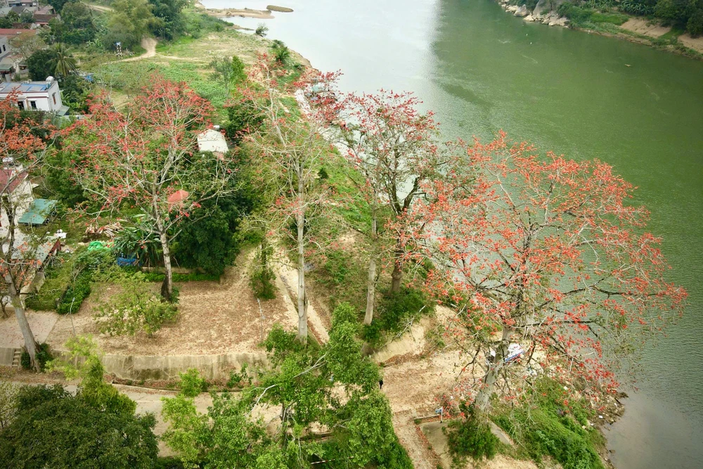 Chiêm ngưỡng hoa gạo đỏ rực bên sông Mã ở Thanh Hóa-.jpeg2.jpeg
