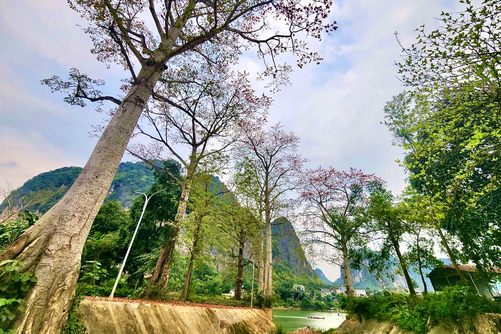 Hoa gạo Thanh Hóa -20 .jpeg.jpeg