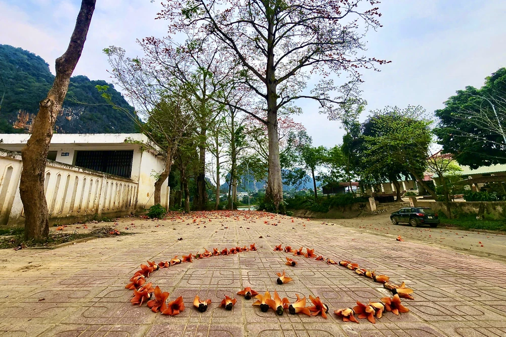 Hoa gạo Thanh Hóa -22 .jpeg.jpeg