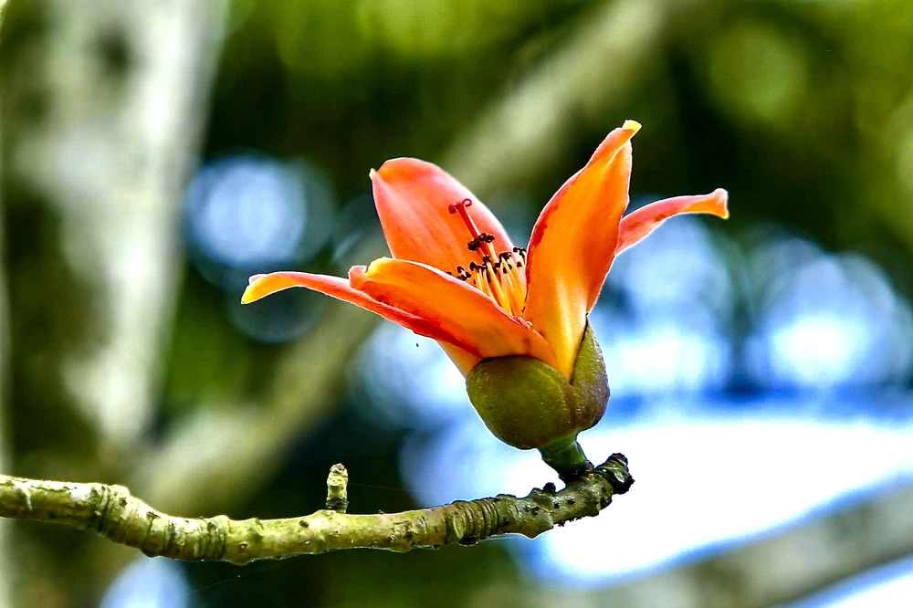 Hoa gạo Thanh Hóa - .jpeg