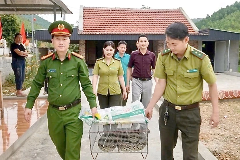 Trăn Đất Lạc vào nhà dân ở Thanh Hoá -1.jpeg