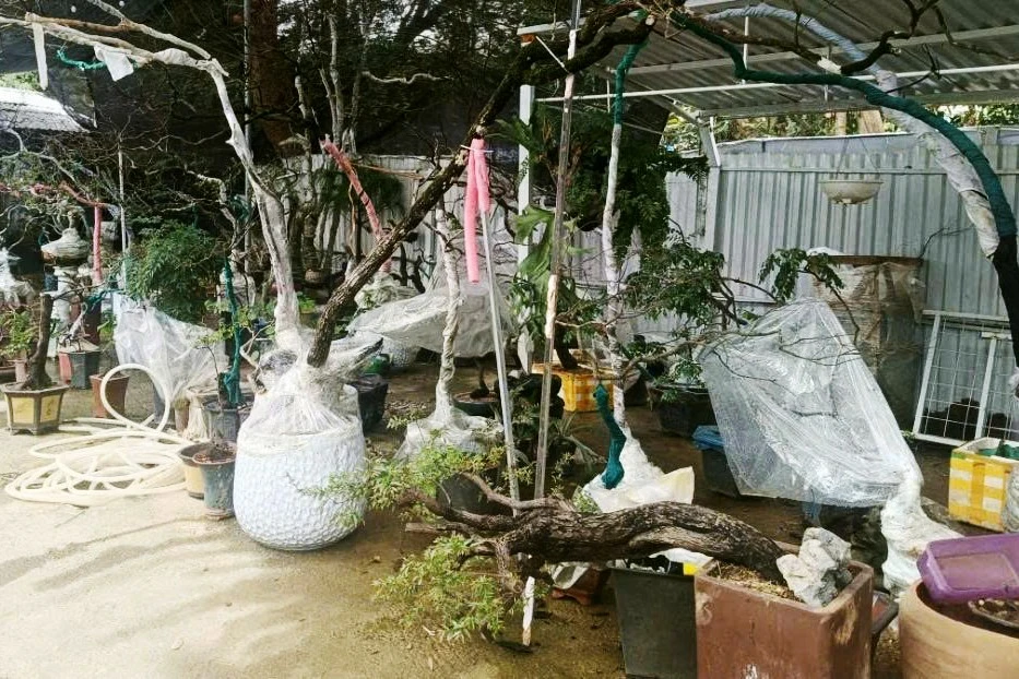 Cây Muội hồng.jpg