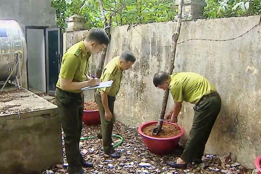 Cơn sốt muội hồng -.jpg