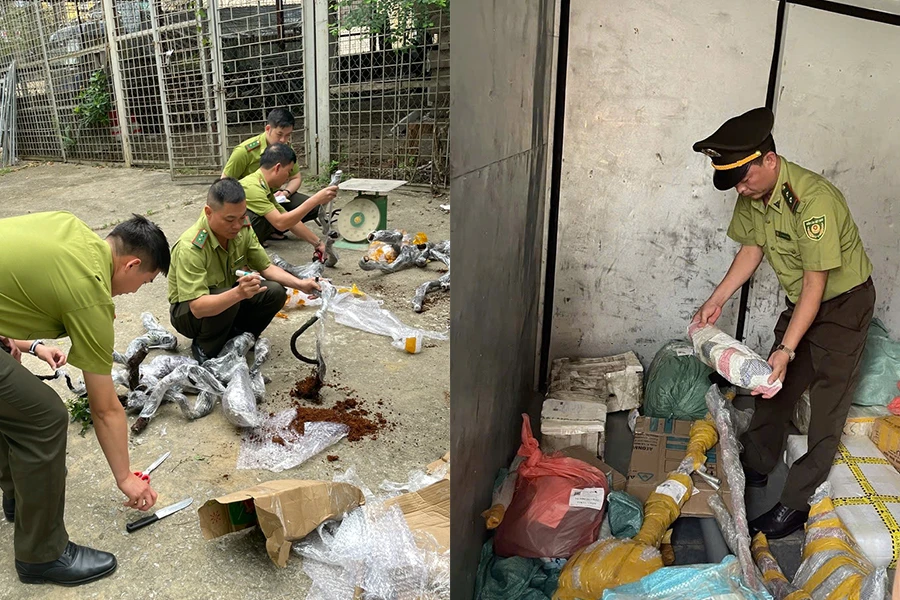 Bắt 2 xe tải vận chuyển Muội Hồng đi tiêu thụ trái phép-3.jpg