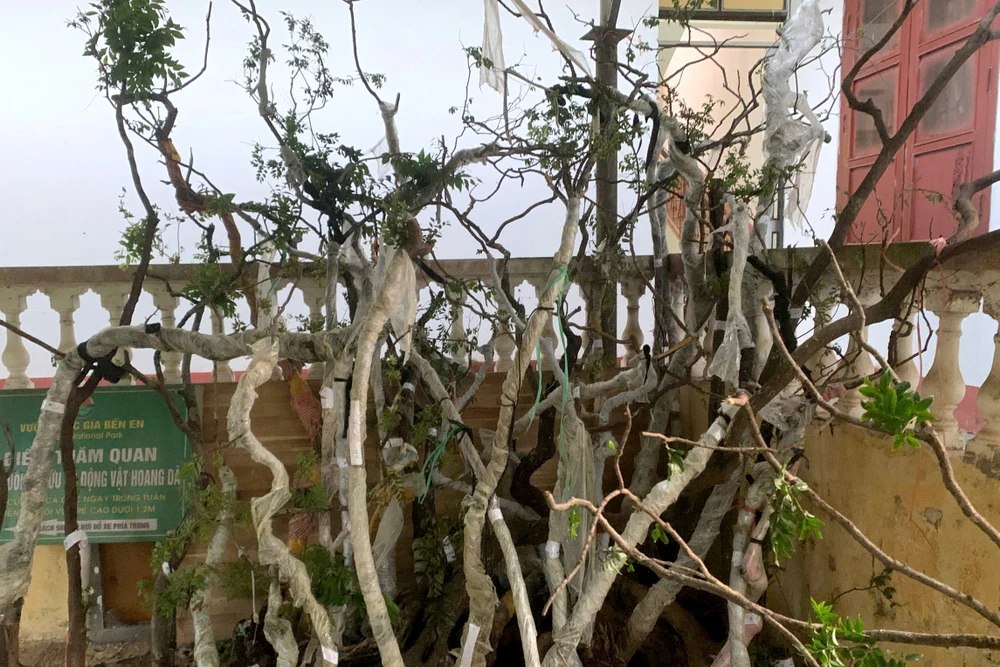 Muội Hồng (2).jpg