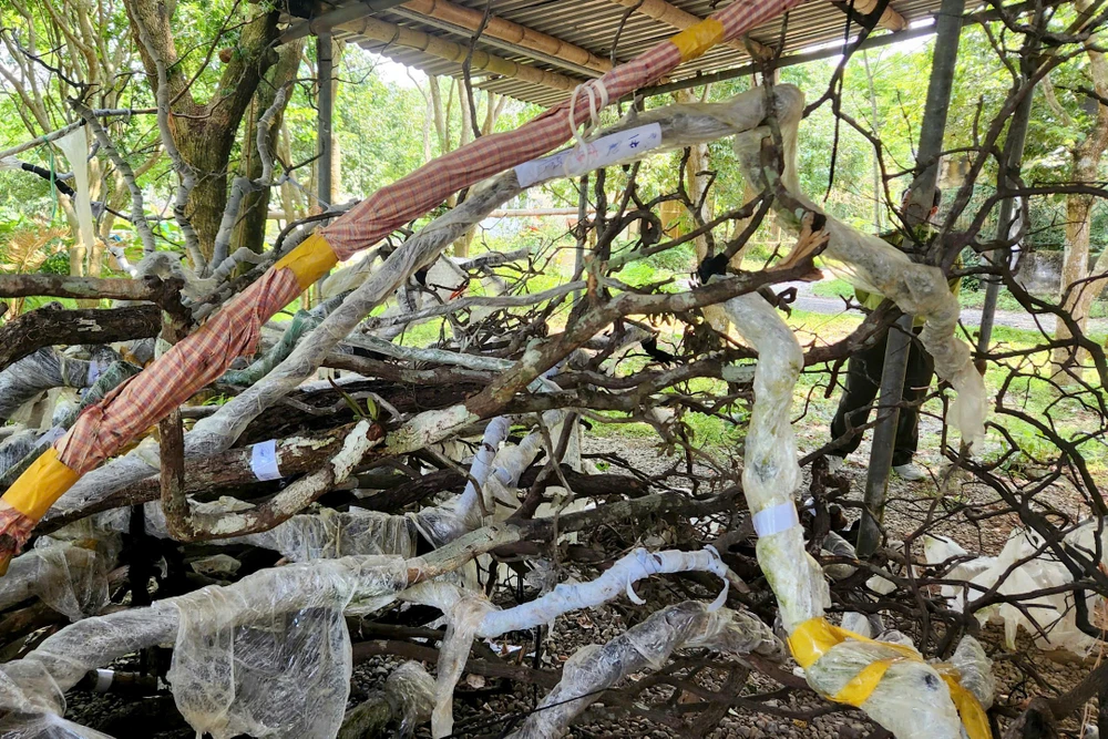 Muội Hồng Thanh Hóa -3.jpg