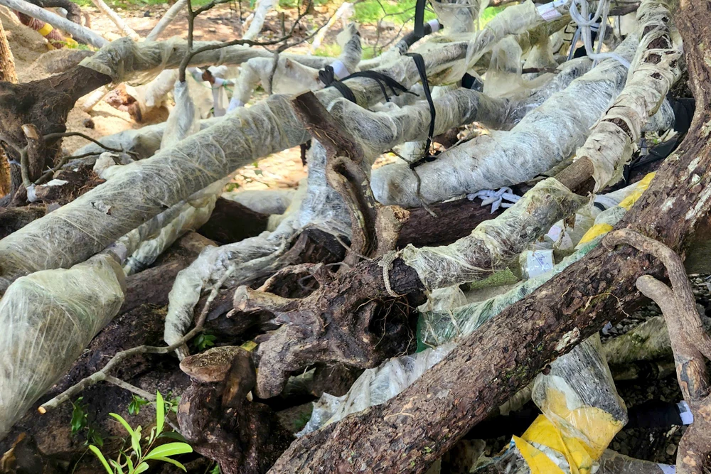 Muội Hồng Thanh Hóa -4.jpg