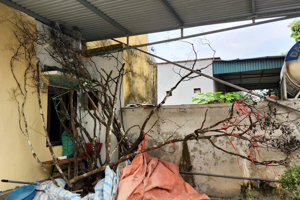 Muội Hồng Thanh Hóa -.jpg