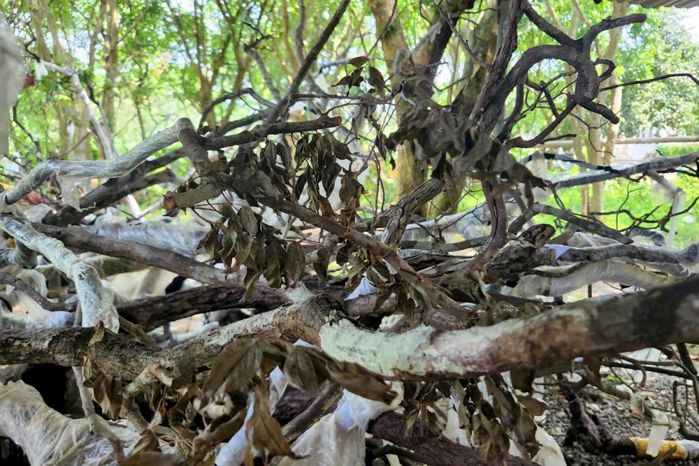 Muội Hồng Thanh Hóa -5.jpg