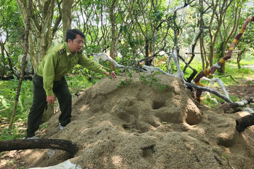 Muội Hồng Thanh Hóa -6.jpg