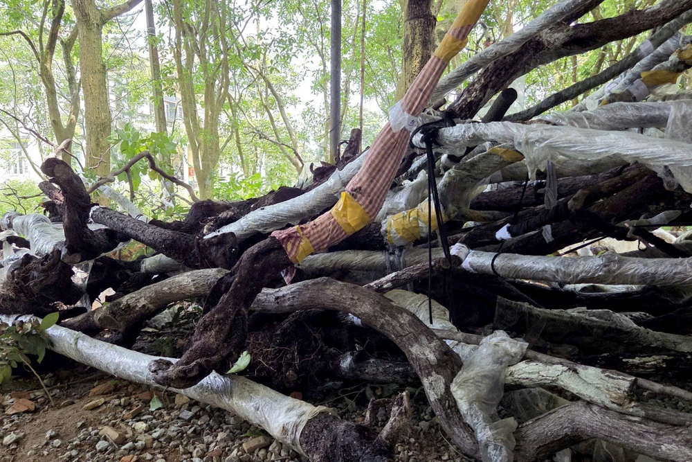 Muội Hồng Thanh Hóa -9.jpg