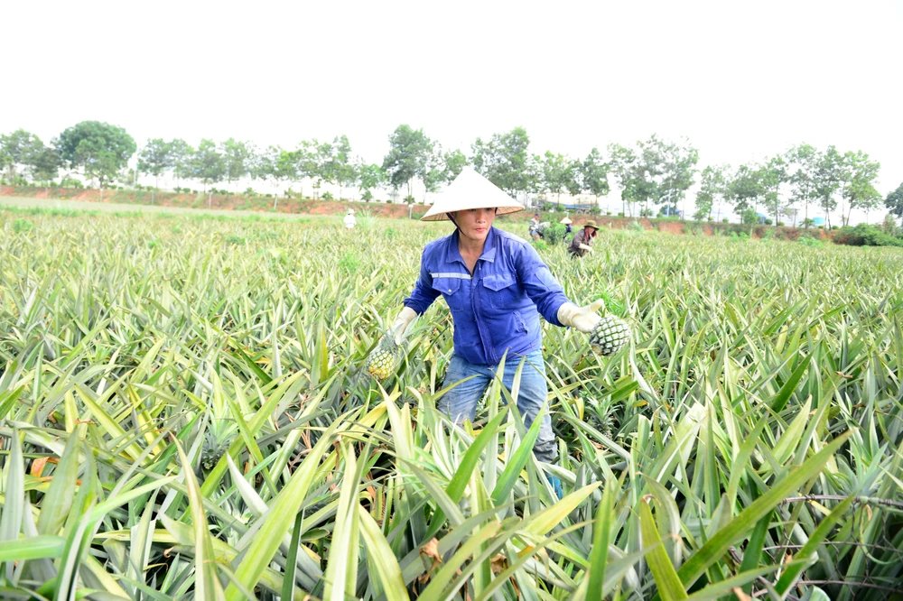 Cận cảnh nông dân xứ Thanh đội nắng thu hoạch dứa trong mùa rớt giá-10.JPG