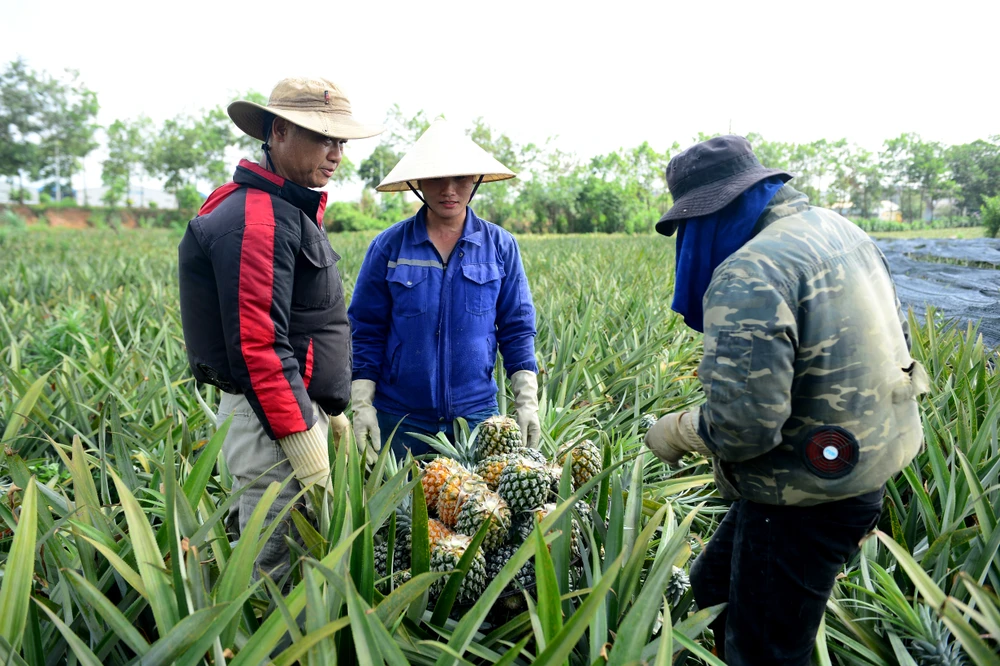 Cận cảnh nông dân xứ Thanh đội nắng thu hoạch dứa trong mùa rớt giá-12.JPG