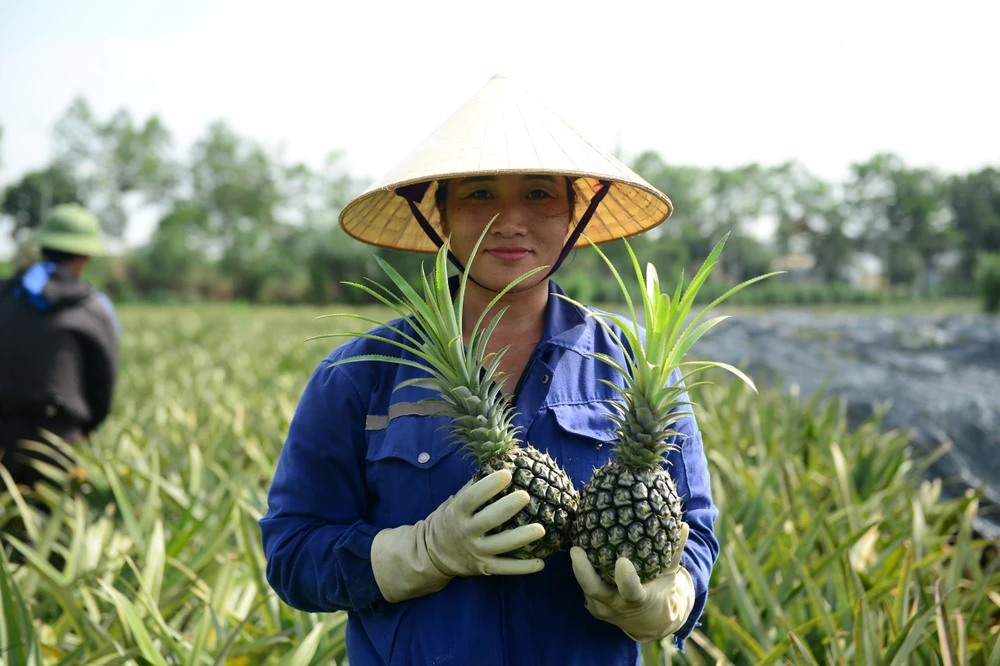 Cận cảnh nông dân xứ Thanh đội nắng thu hoạch dứa trong mùa rớt giá-5.JPG