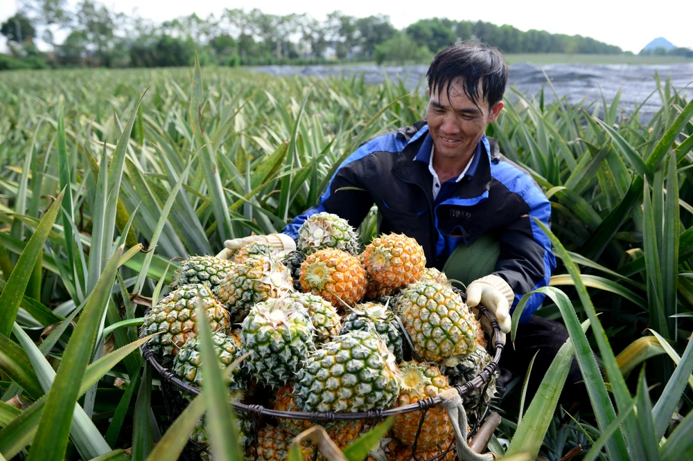 Cận cảnh nông dân xứ Thanh đội nắng thu hoạch dứa trong mùa rớt giá-6.JPG