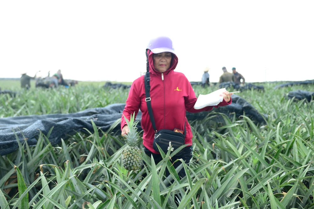 Giá dứa sụt giảm.JPG