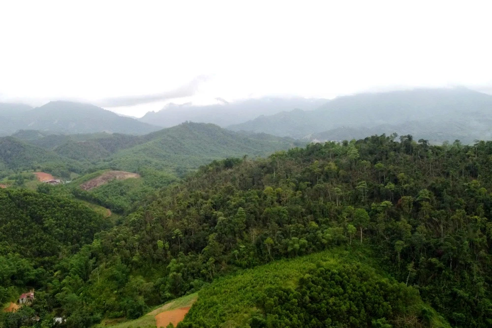 “Thợ săn” ong rừng kiếm tiền triệu mỗi ngày ở đại ngàn miền Tây Thanh Hóa-12.jpg