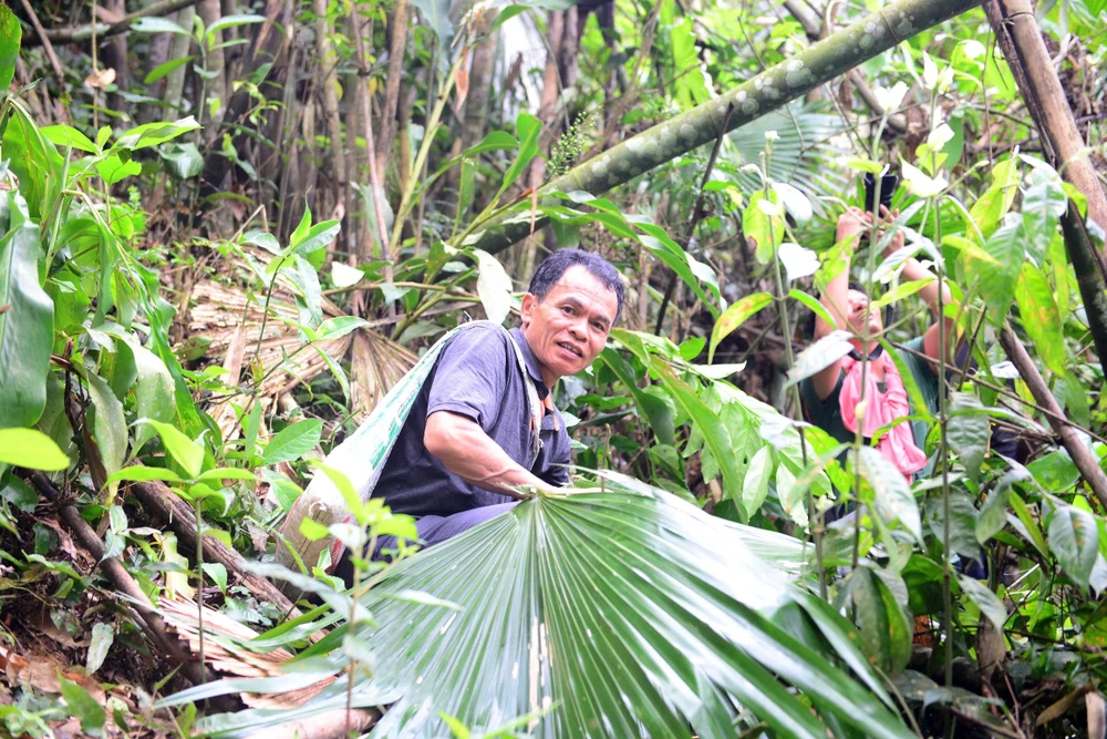 “Thợ săn” ong rừng kiếm tiền triệu mỗi ngày ở đại ngàn miền Tây Thanh Hóa-5.jpg