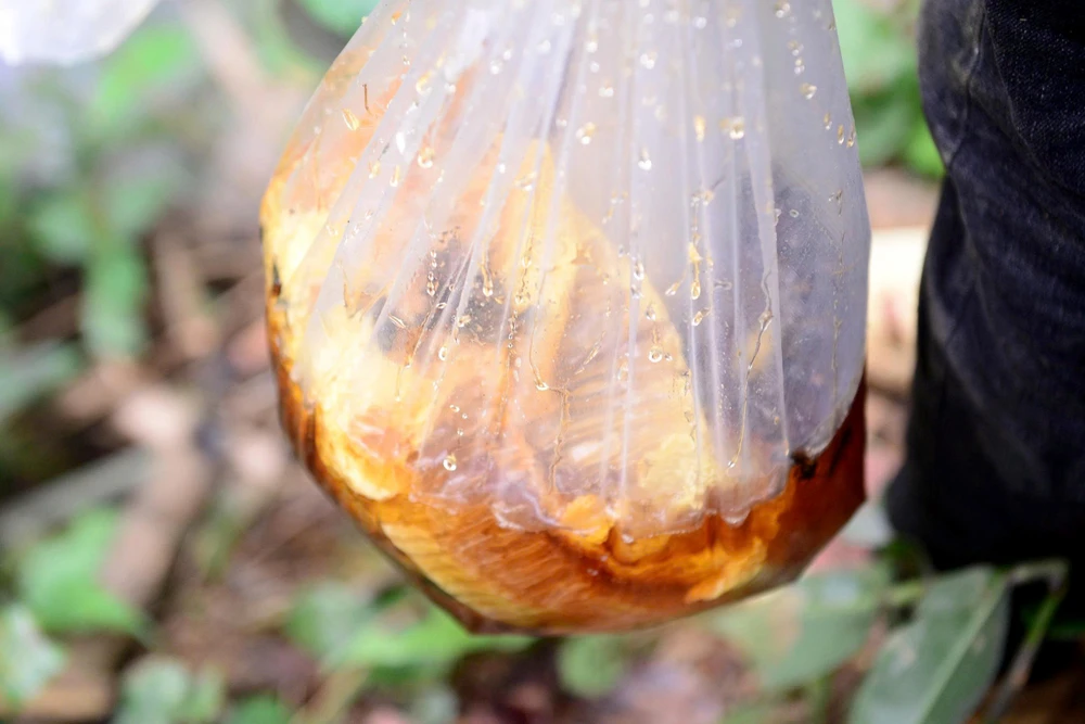 “Thợ săn” ong rừng kiếm tiền triệu mỗi ngày ở đại ngàn miền Tây Thanh Hóa-9.jpg