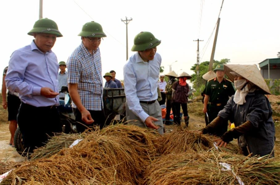 Ông Đặng Huy Hậu, PCT UBND tỉnh Quảng Ninh chỉ đạo nông dân cắt lúa sớm tránh thiệt hại trước bão số 7