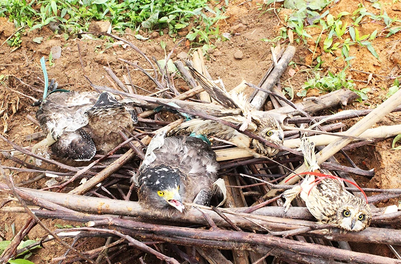 Vì sao phải tiêu hủy 4 con cú và diều hoa quý hiếm? ảnh 1