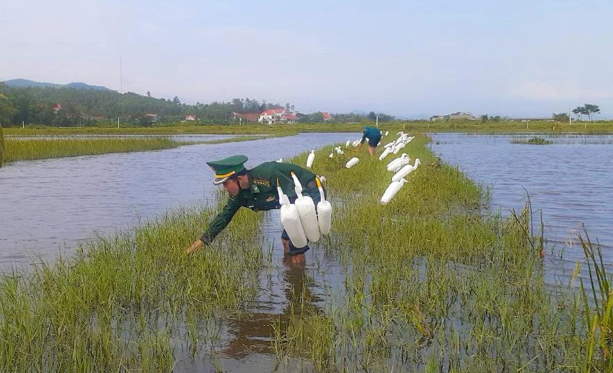 Các lực lượng thu gom chim giả và que nhựa bẫy cò. Ảnh: HOÀI NAM