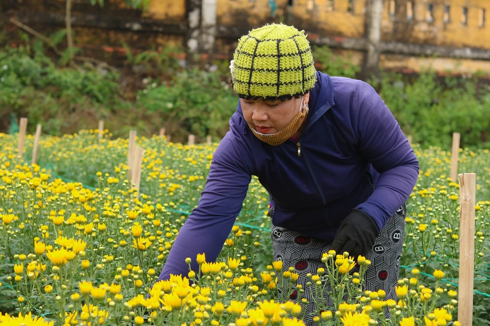 Chị Hà chăm chút từng luống hoa chờ ngày xuất vườn với kỳ vọng được mùa được giá. Ảnh: BẢO THIÊN