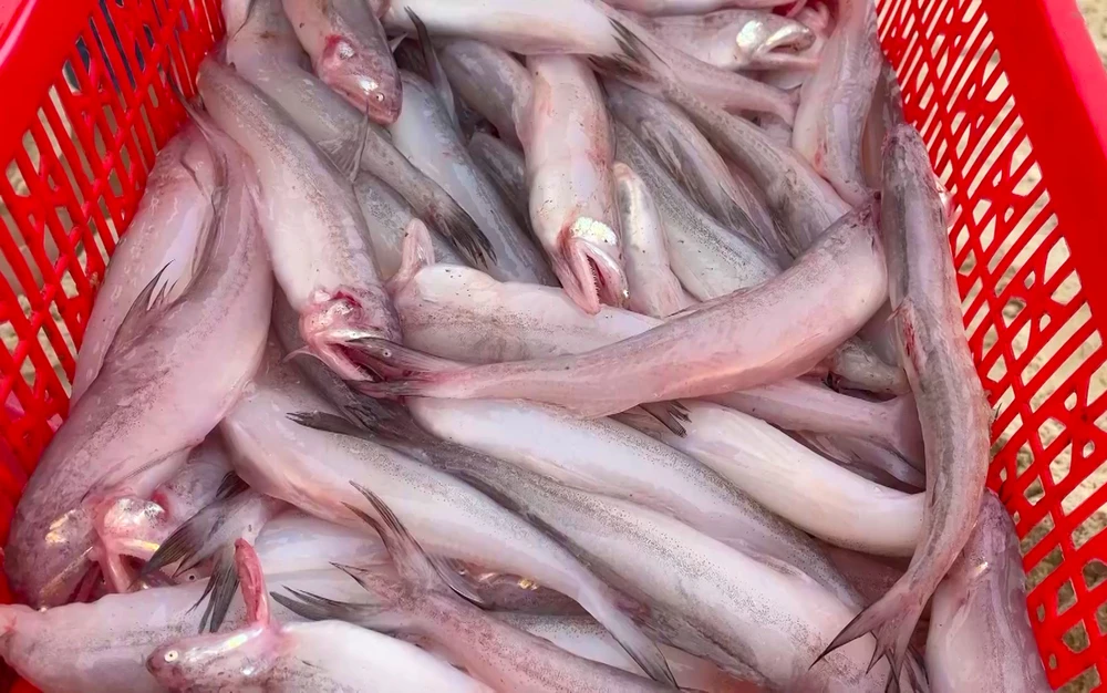 Cá khoai năm nay không chỉ được mùa, được giá mà còn có kích thước khá lớn. Ảnh: BT