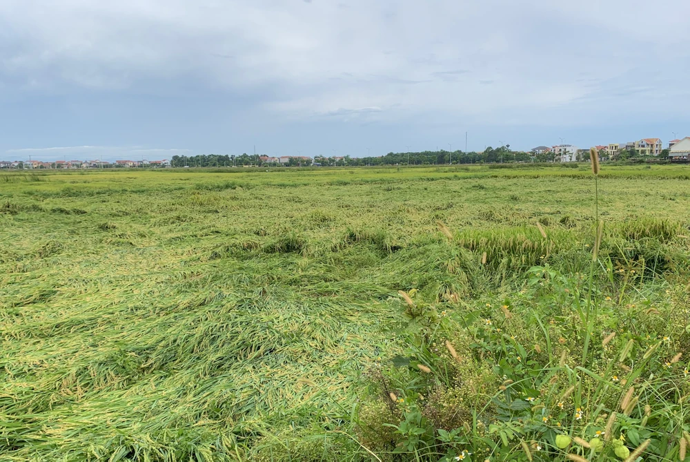 Hàng nghìn hecta lúa của tỉnh Quảng Bình bị gãy đổ sau trận giông lốc. Ảnh: B.T