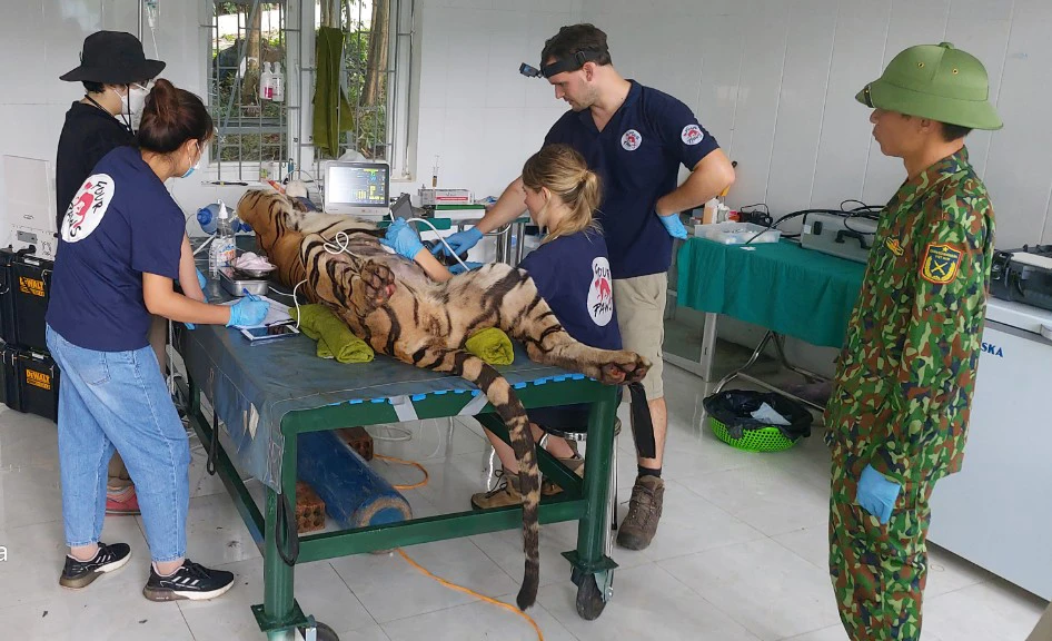 Các chuyên gia, bác sỹ thú y kiểm tra sức khỏe và tiêm phòng vắc-xin cho hổ. Ảnh: VQG PN-KB