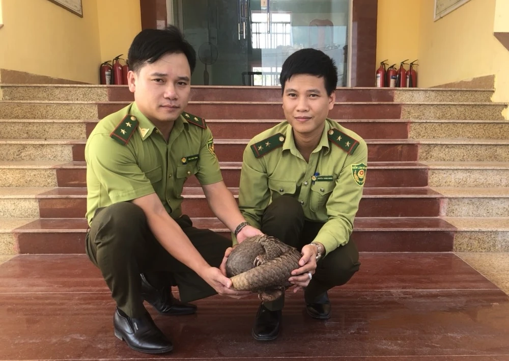 Lực lượng kiểm lâm huyện Quảng Trạch tiếp nhận cá thể tê tê quý hiếm. Ảnh: P.PHƯƠNG