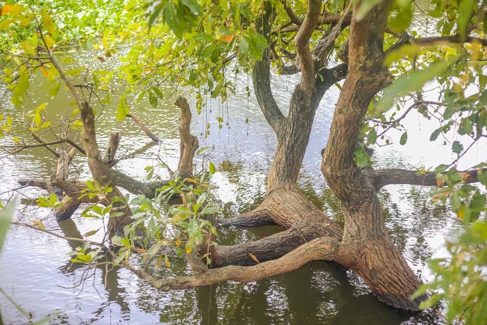 khu-rung-quy-o-quang-binh-voi-tuoi-doi-hon-400-nam (2).jpg