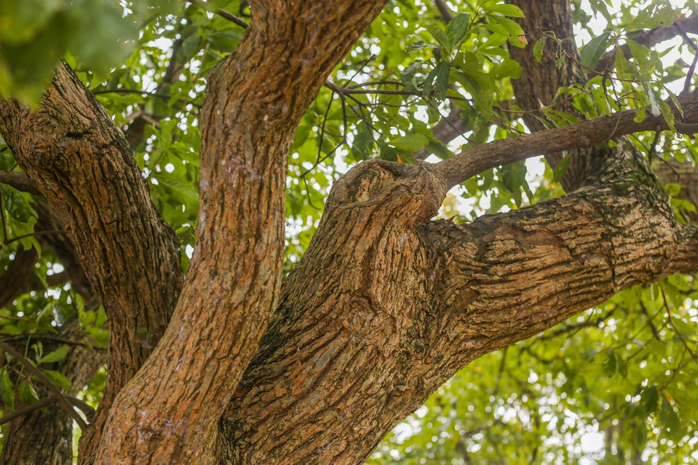 khu-rung-quy-o-quang-binh-voi-tuoi-doi-hon-400-nam (7).jpg