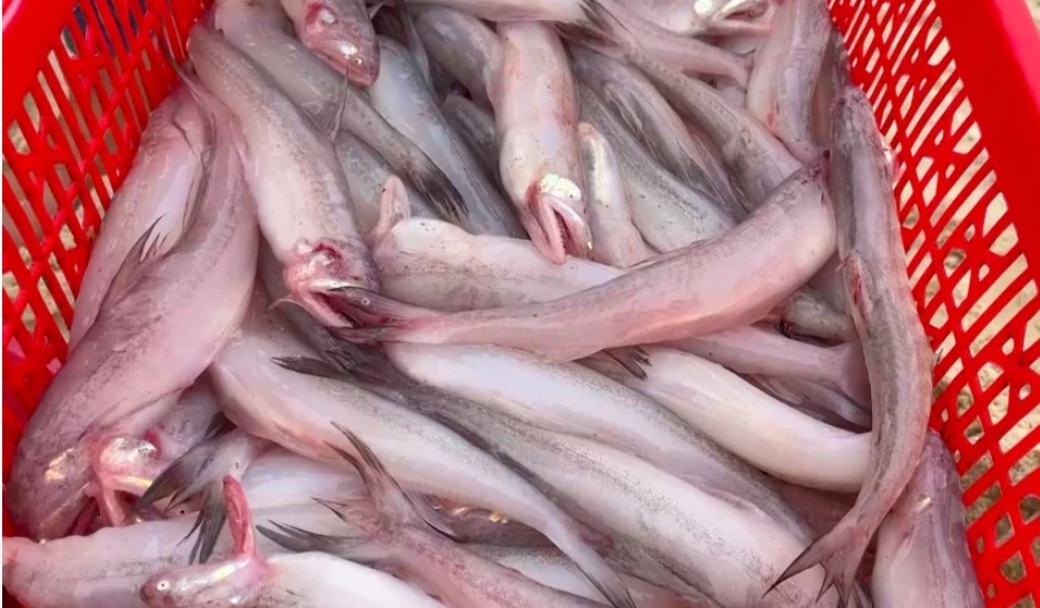 Cá khoai ở một số chợ ở Quảng Bình được phát hiện có chất phoóc-môn