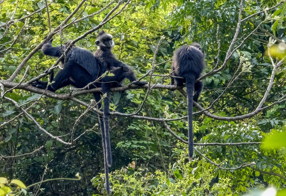 Tiếp nhận gần 7 tỉ đồng để bảo tồn Voọc gáy trắng ở Quảng Bình