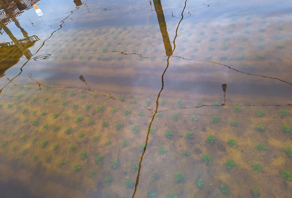 Nong-dan-Quang-Binh-ra-suc-cuu-hoa-mau-bi-ngap-ung-do-mua-lon (10).jpg