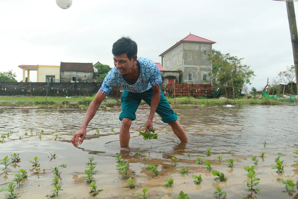 Nông dân Quảng Bình ra sức “cứu” hoa màu bị ngập úng do mưa lớn