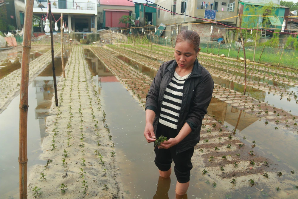 Nong-dan-Quang-Binh-ra-suc-cuu-hoa-mau-bi-ngap-ung-do-mua-lon (3).jpg