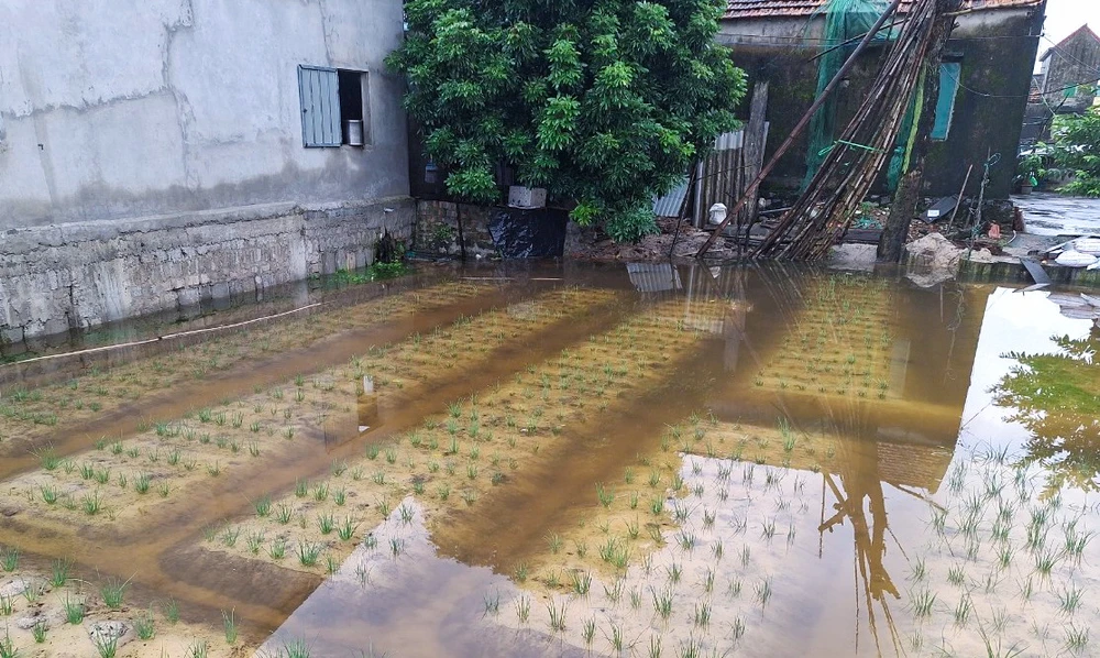 Nong-dan-Quang-Binh-ra-suc-cuu-hoa-mau-bi-ngap-ung-do-mua-lon (7).jpg