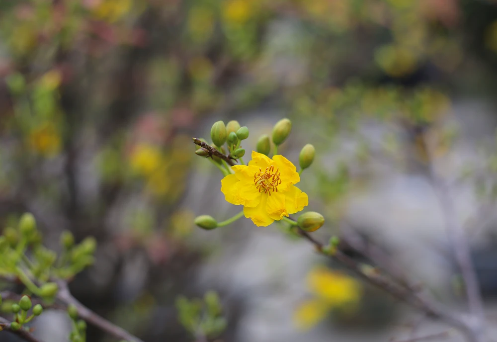 Dao-quat-xuong-pho-ron-rang-khong-khi-tet-o-quang-binh (10).JPG