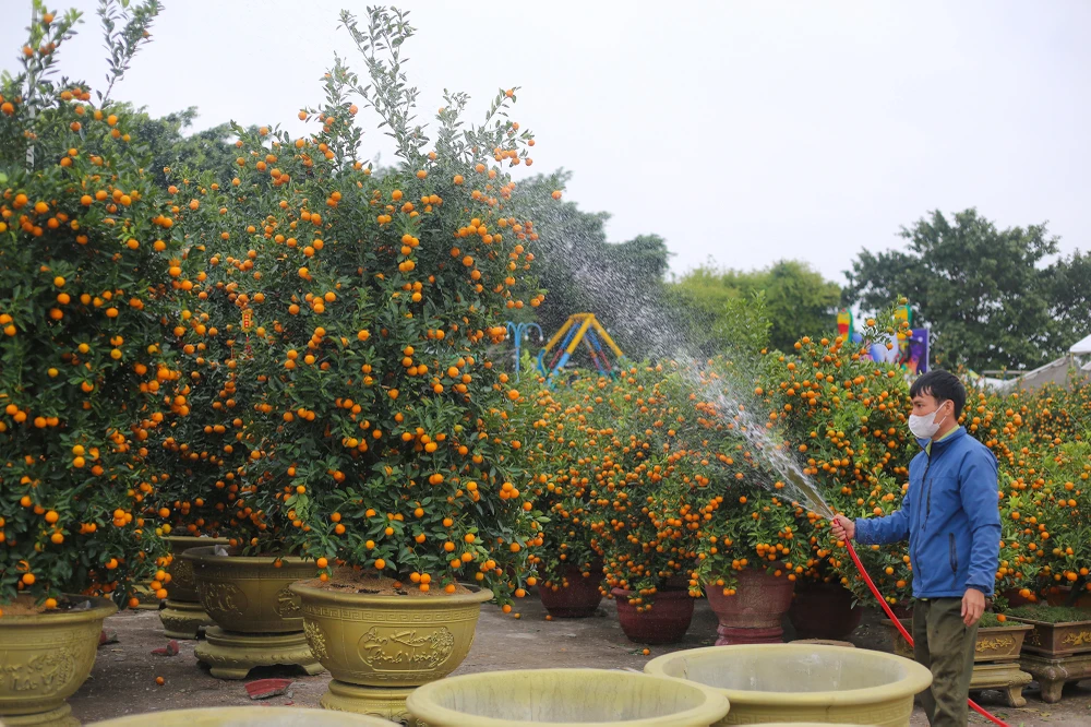 Dao-quat-xuong-pho-ron-rang-khong-khi-tet-o-quang-binh (2).JPG