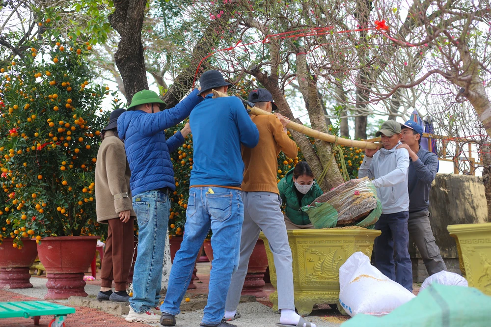 Đào, quất xuống phố, rộn ràng không khí Tết ở Quảng Bình