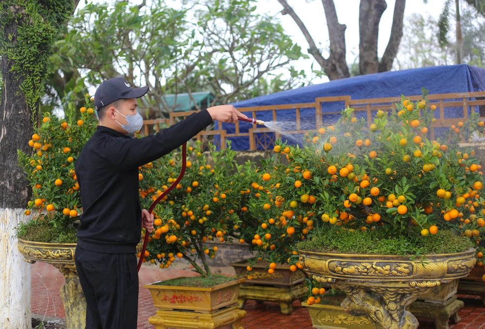 Dao-quat-xuong-pho-ron-rang-khong-khi-tet-o-quang-binh (7).JPG