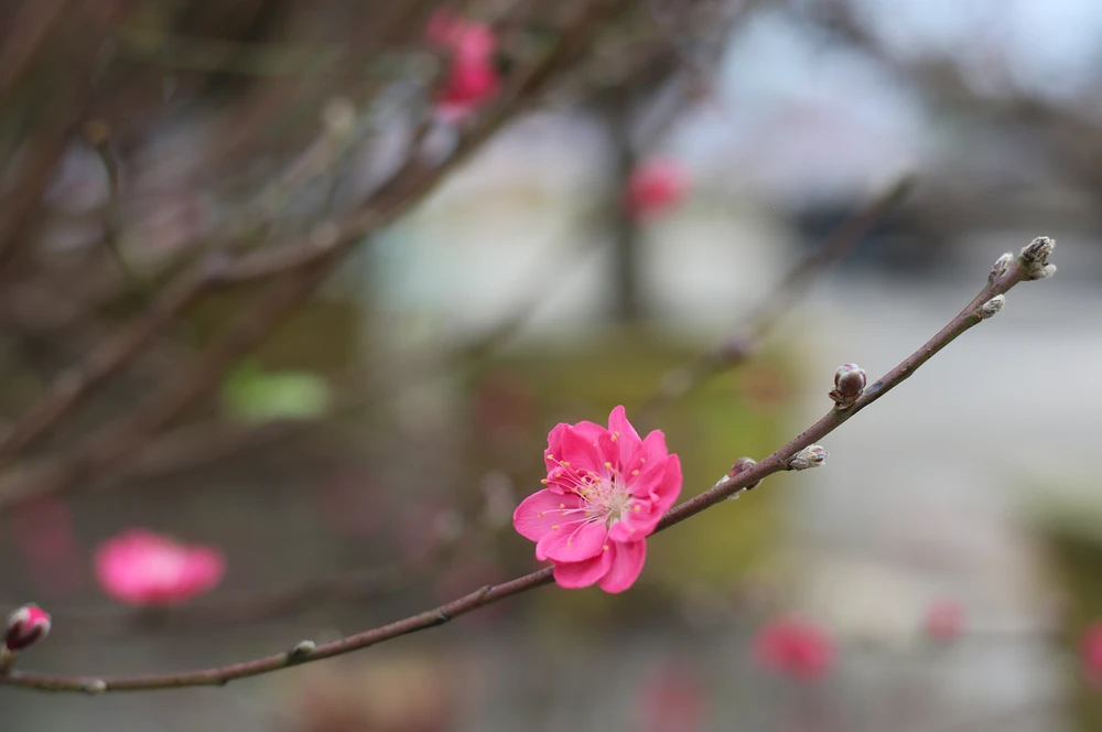 Dao-quat-xuong-pho-ron-rang-khong-khi-tet-o-quang-binh (9).JPG