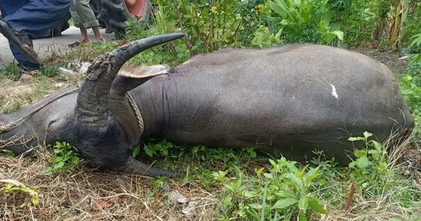 Trâu điên tấn công khiến 3 người thương vong ở Quảng Bình