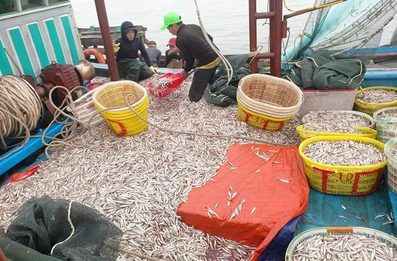 Ngư dân thu về 150 triệu đồng sau một đêm nhờ trúng luồng cá cơm