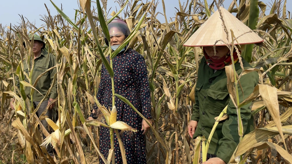 Hàng chục héc-ta ngô của người dân ở Quảng Bình bị chết cháy