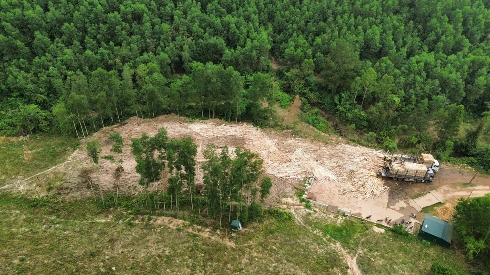 3 trạm cân thu mua gỗ keo hoạt động trái phép Quảng Bình