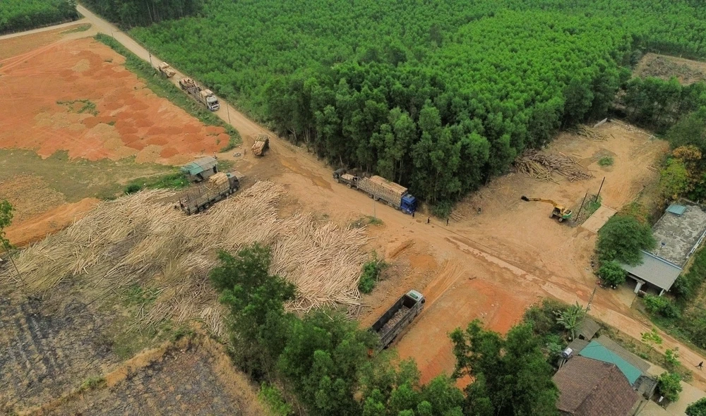 3-tram-can-thu-mua-go-keo-hoat-dong-trai-phep-o-Quang-Binh (6).jpg