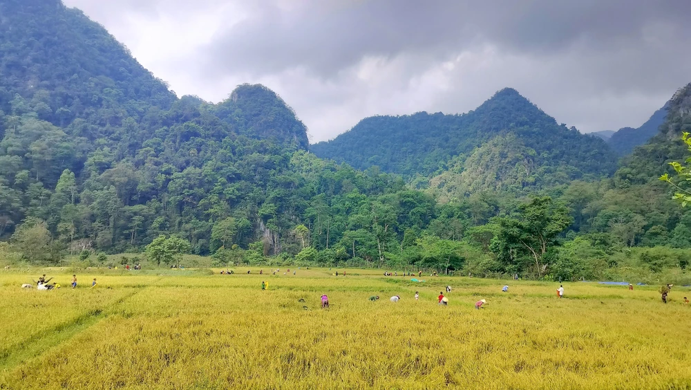 Đồng bào người Rục phấn khởi thu hoạch lúa dưới dãy Trường Sơn